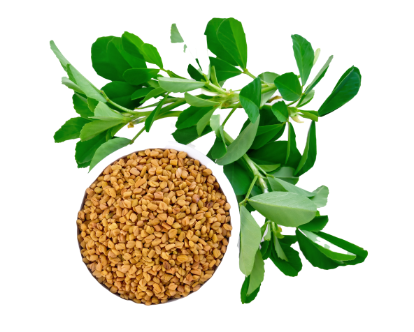 Fenugreek